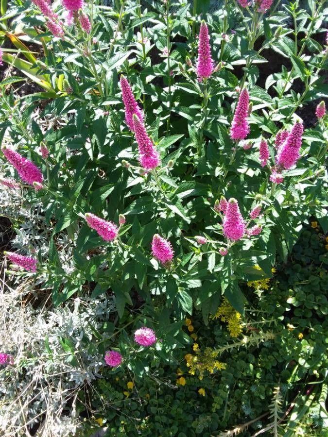 Douglas-Spierstrauch in voller Blüte mit lilaähnlichen Rispen über grünem Laub in einer naturnahen Gartenszene