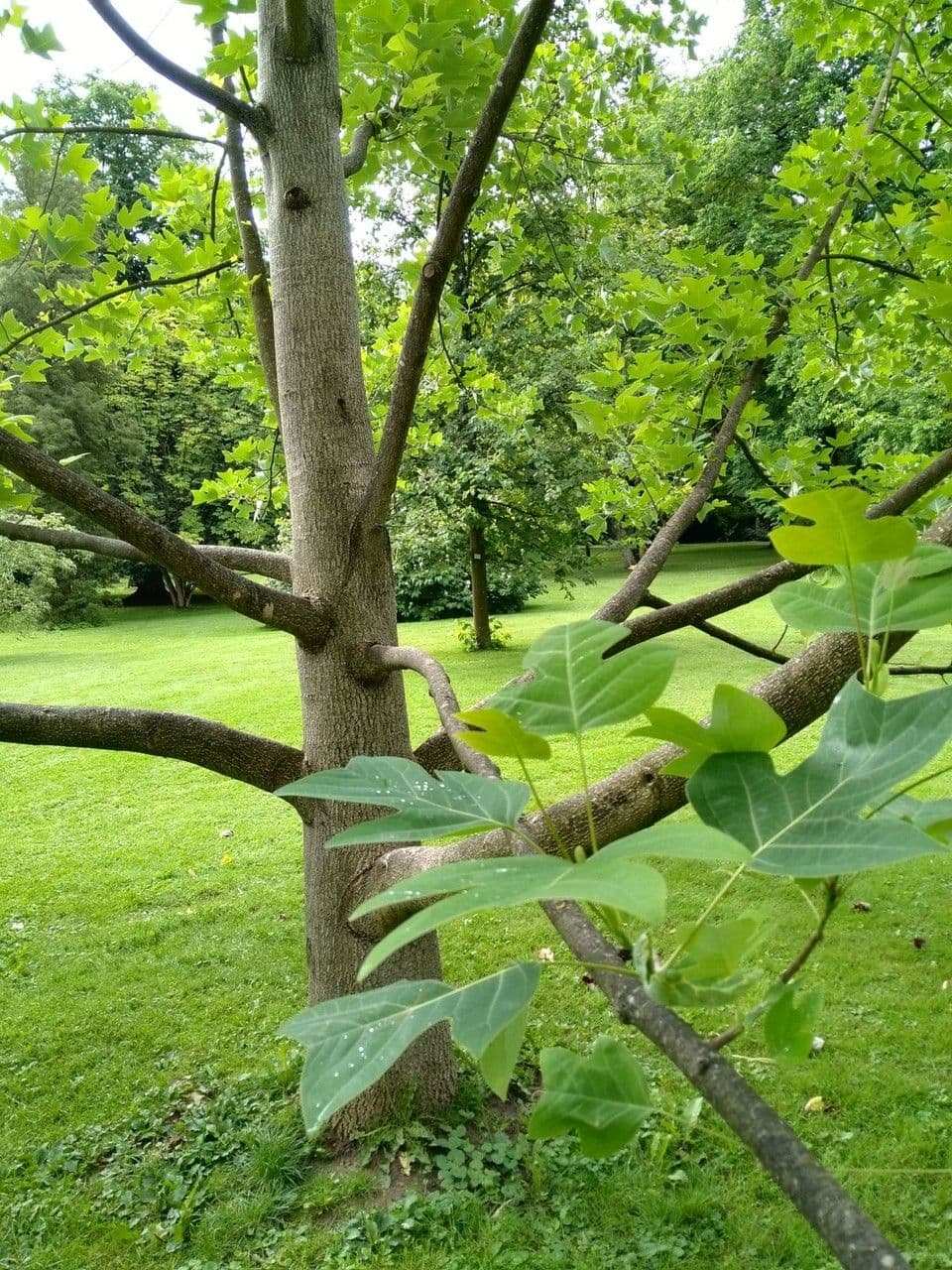 Chinese tulip tree with characteristic heart-shaped leaves and pale yellow tulip-like flowers