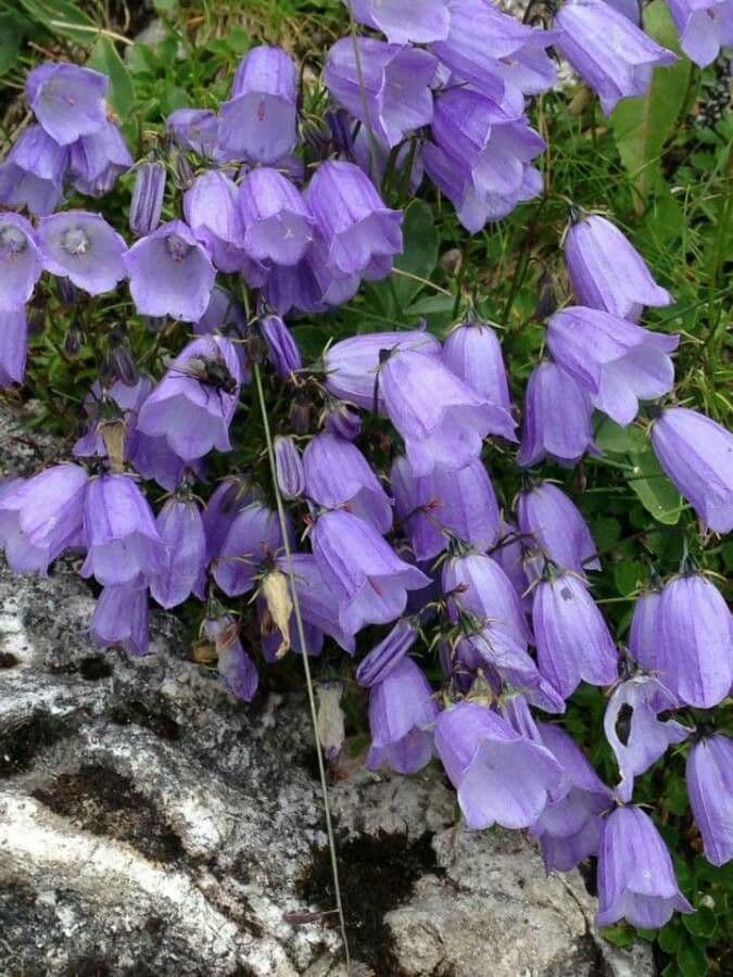 Fairies'-thimbles with tiny blue flowers in alpine setting