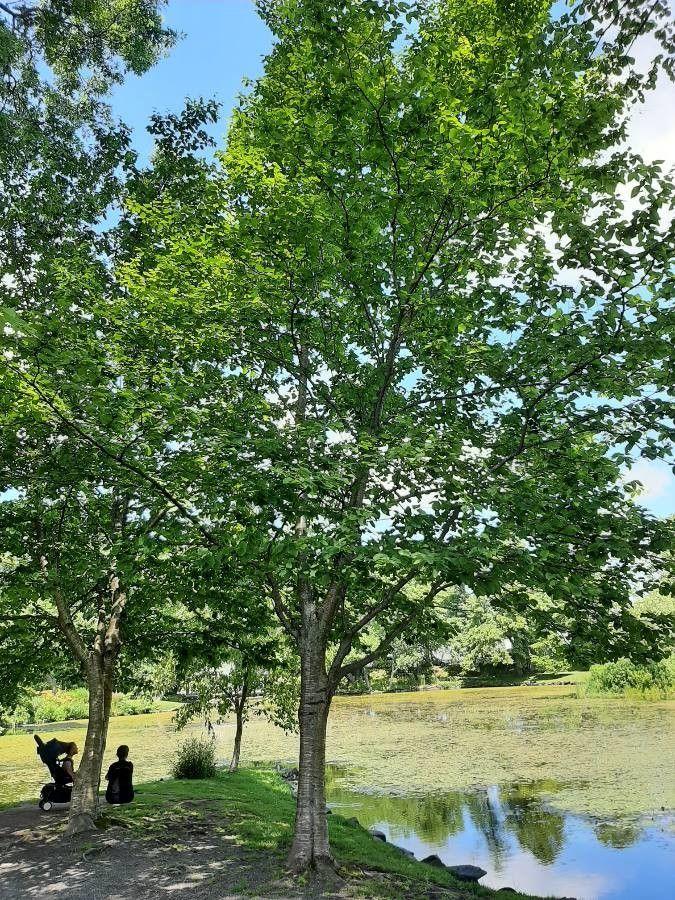 Yellow Birch bark with golden, peeling layers in a shaded garden setting
