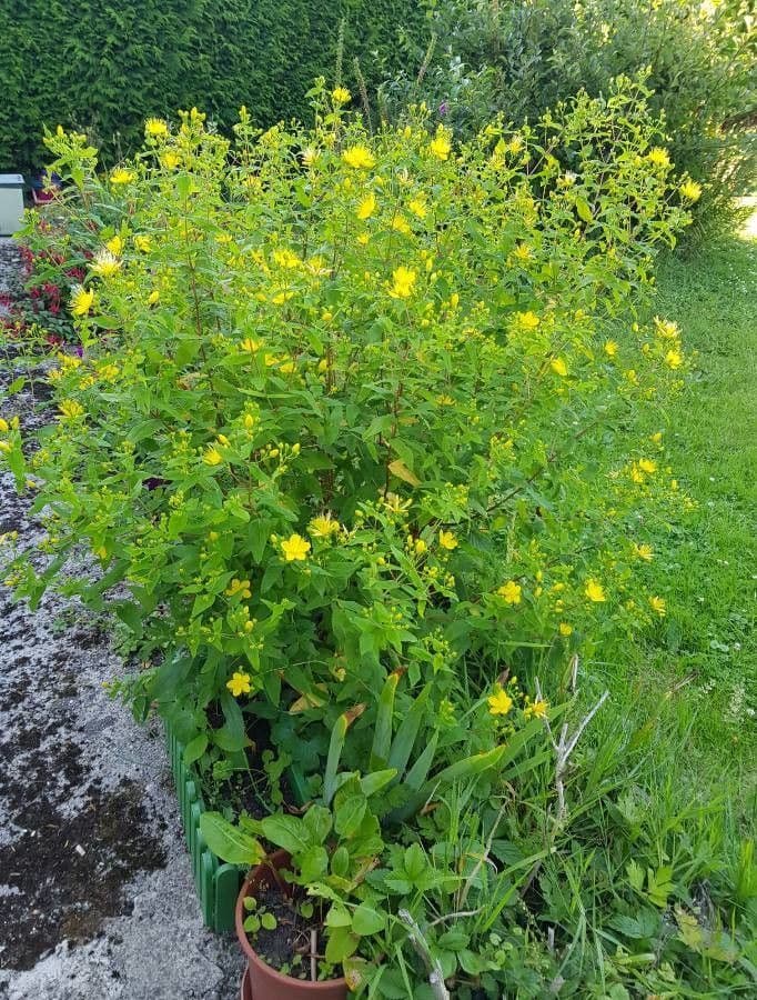 Hypericum hircinum Strauch mit leuchtend gelben Bluten im Sommer