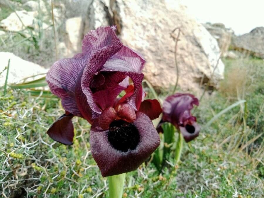 Dark purple flowers of the Black iris from Palestine