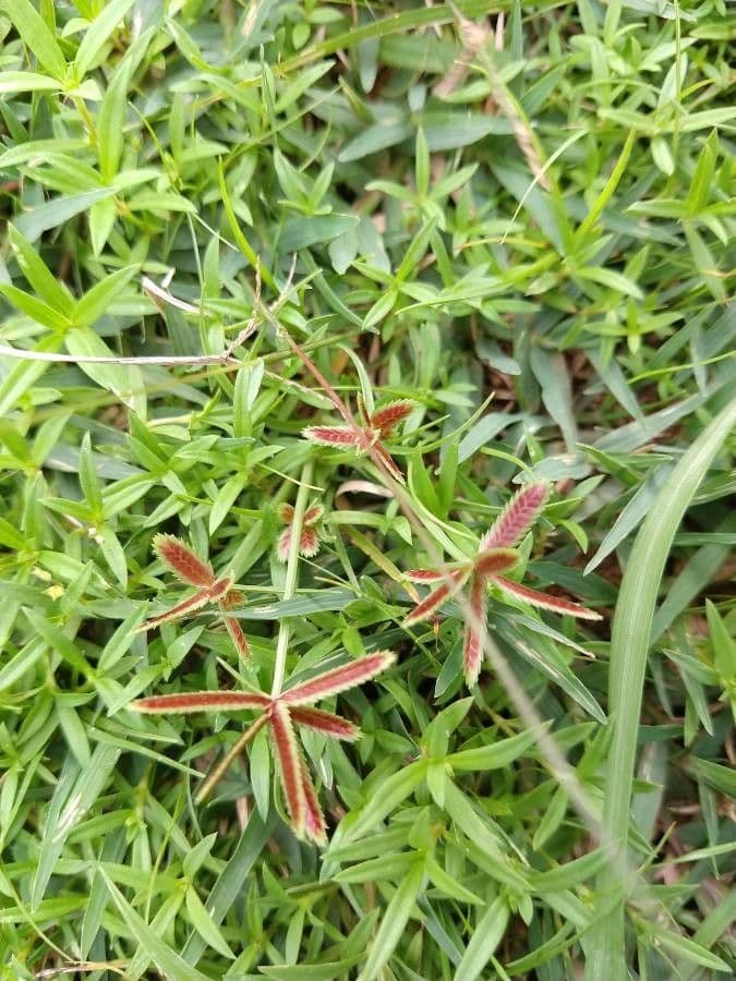 Cyperus squarrosus grasachtige plant