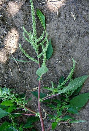 Thorny amaranth plant with spines