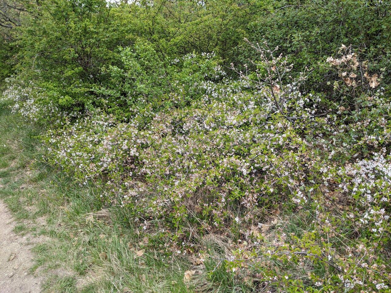 European dwarf cherry in full bloom with white flowers and compact growth habit
