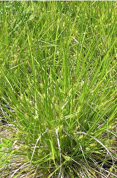 Northeastern sedge in natural growing conditions