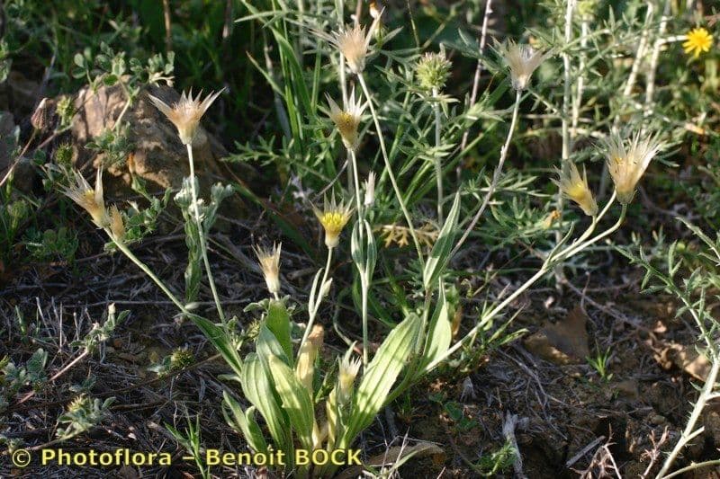 Catananche lutea with its characteristic yellow papery flower heads