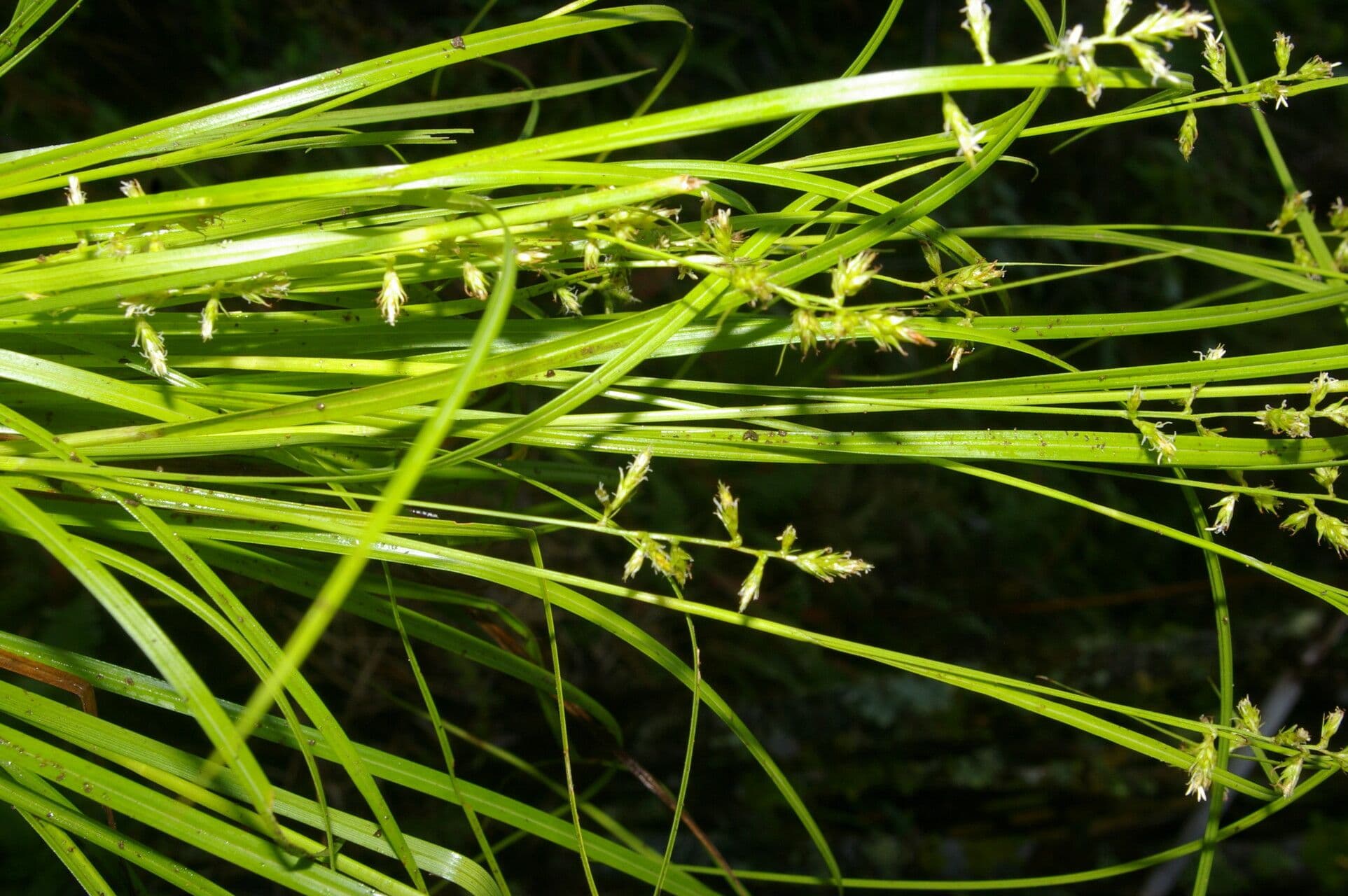 Carex polystachya in tropische setting