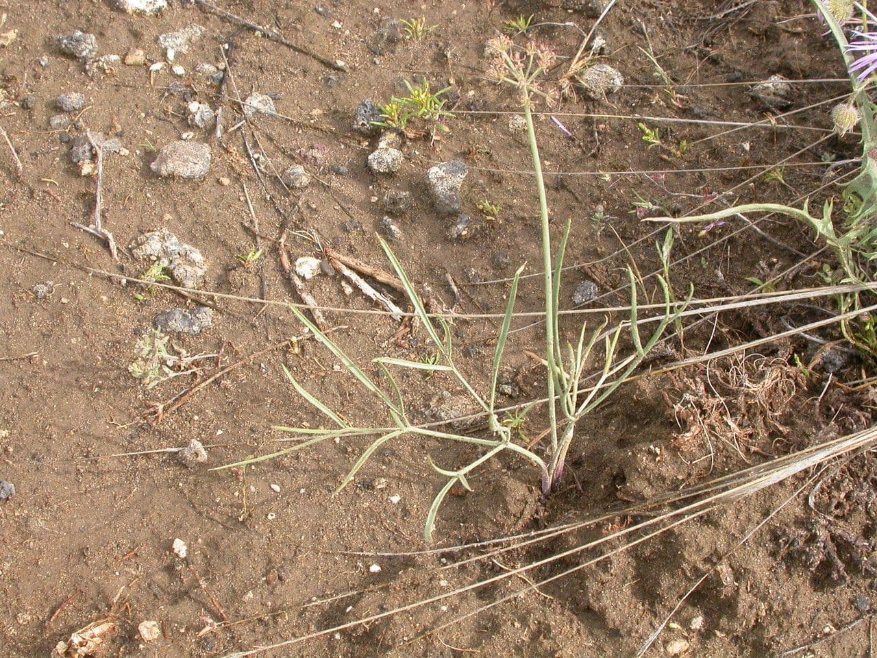 Lomatium triternatum met negentallige samengestelde bladeren en gele schermbloemen in bergweide