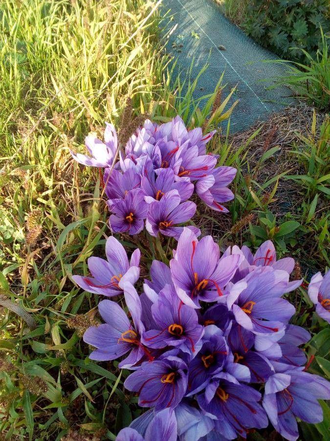 Safrankrokus in voller Blüte in einer sonnigen Beetanlage