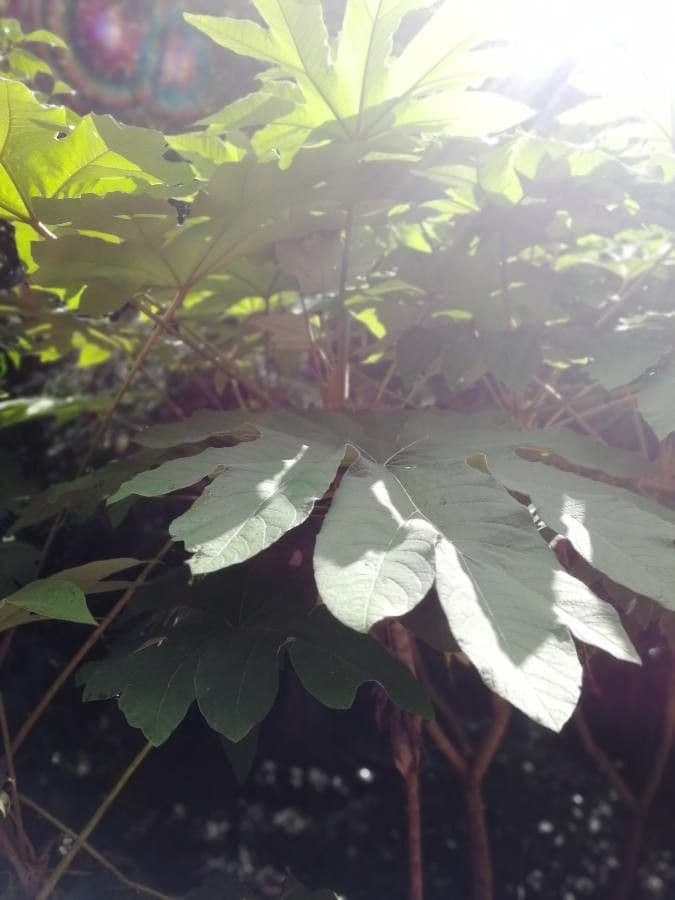 Aralie a papier avec enormes feuilles pinees en jardin