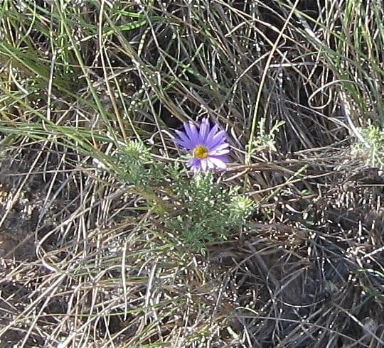Machaeranthera tanacetifolia met paarsblauwe bloemen op de prairie