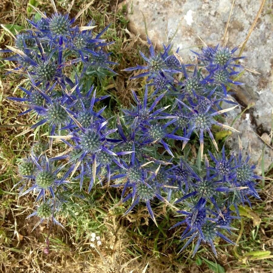 Eryngo des Pyrenees avec fleurs bleu lumineux