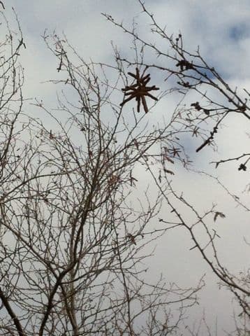 Schrauben-Mesquite (Prosopis pubescens) mit den charakteristischen spiralfoermigen Huelsen in der Sonora-Wueste