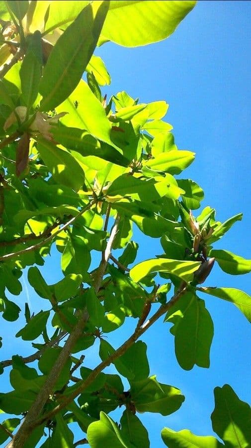 Zoetbay-magnolia met witte geurige bloemen en glanzende groene bladeren