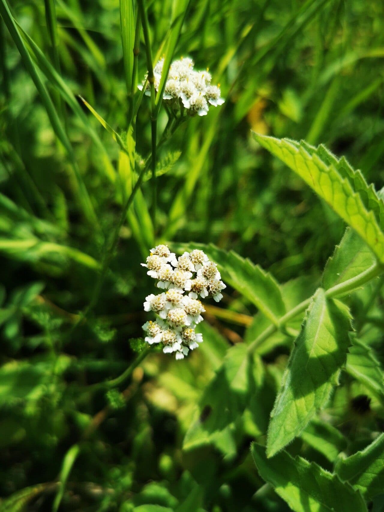 Fleurs jaunes de l'Achillea alpina