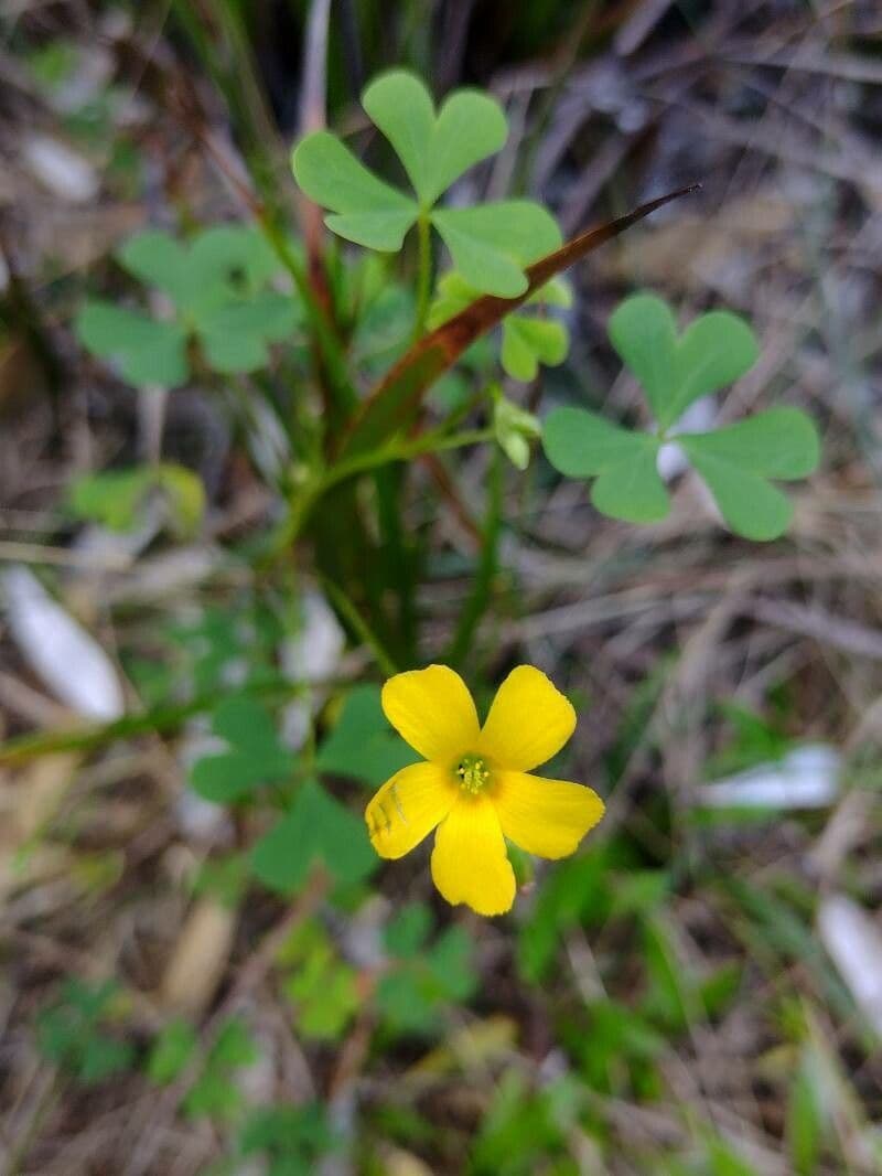 Petites fleurs dorees d'Oxalis exilis sur feuillage vert