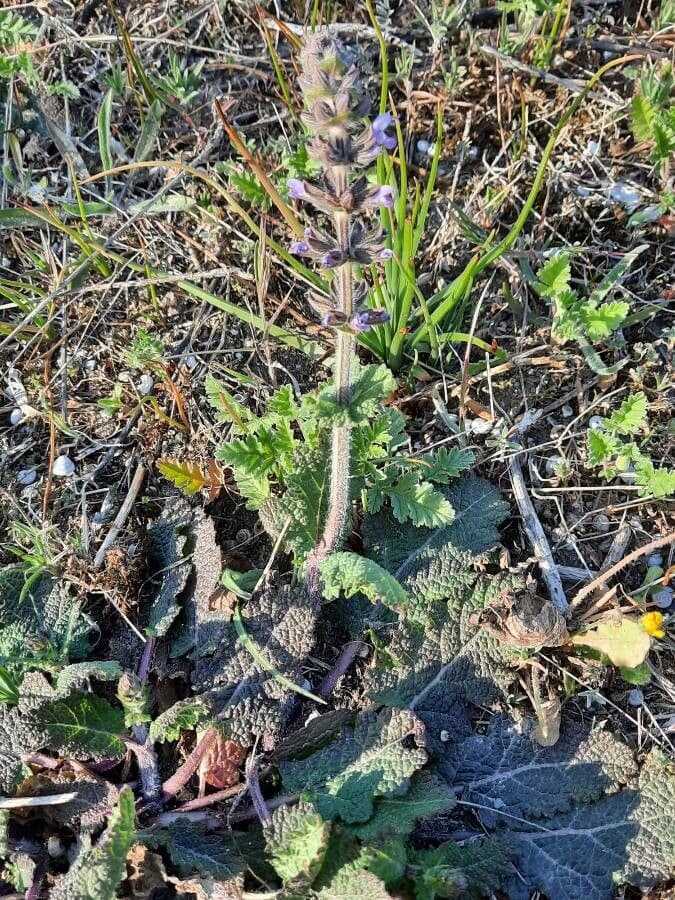 Wilde Salbei mit charakteristischen violetten Blütenähren