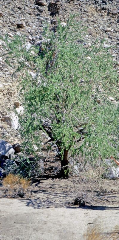 Olneya tesota Wusteneisenholz in voller Blute mit leuchtend violetten Bluten in einer trockenen Landschaft