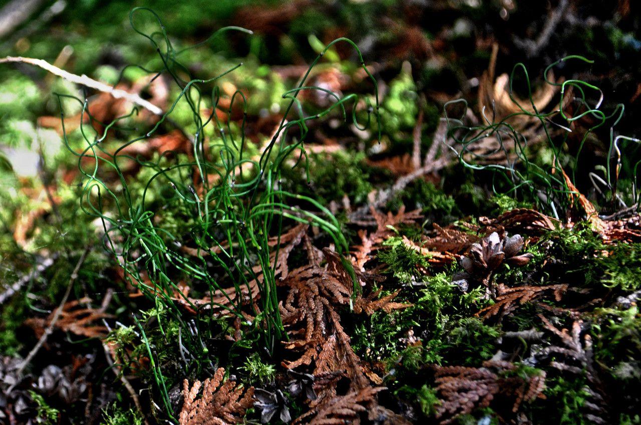 Dwergholpijp in een vochtige, schaduwrijke tuinomgeving met mos en varens