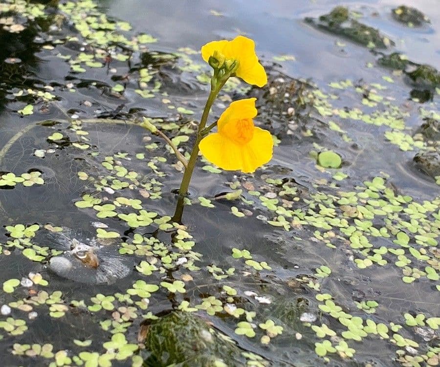Greater bladderwort with yellow flowers in water