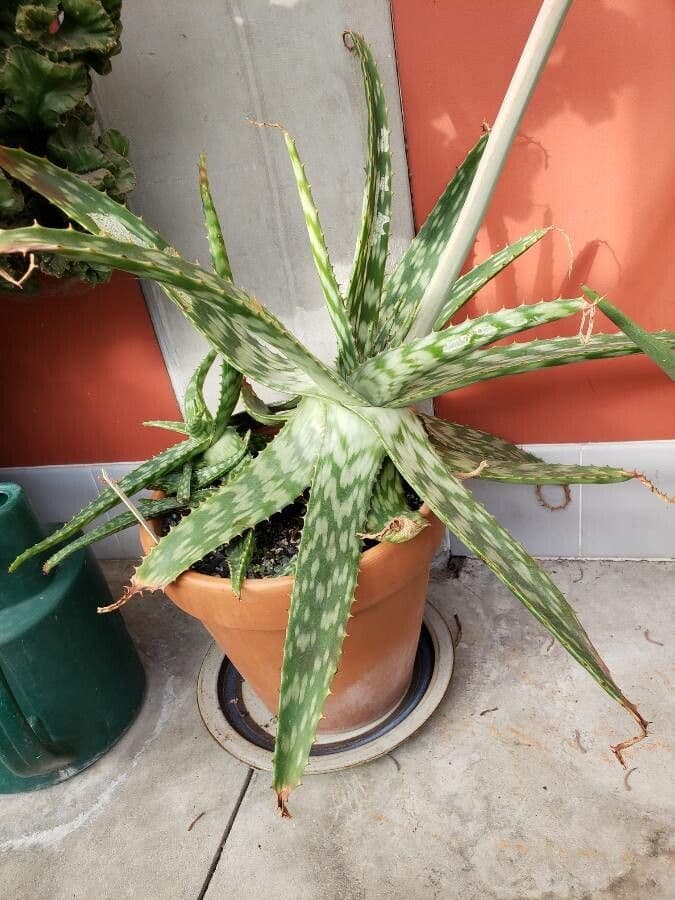 Aloe zebrina gestreepte aloe met witte vlekken en rode bloemen