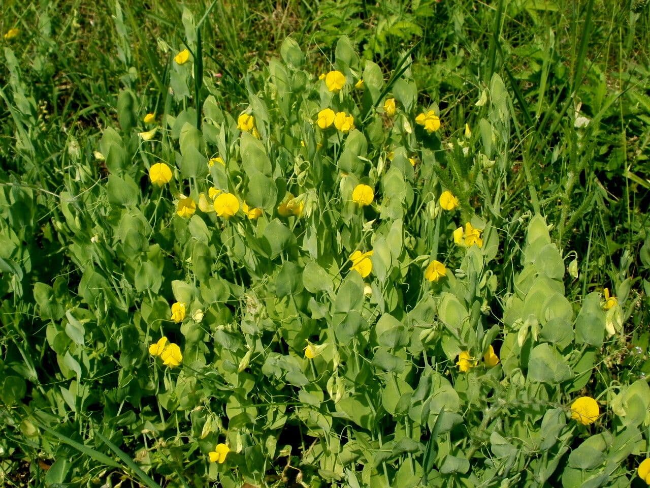 Gele Wikke met typische gele bloemen en tere rankstengels