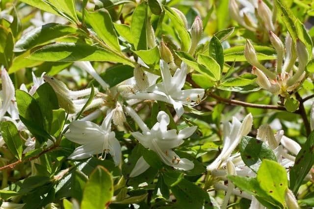 Fleurs et feuillage d'azalee en croissance naturelle