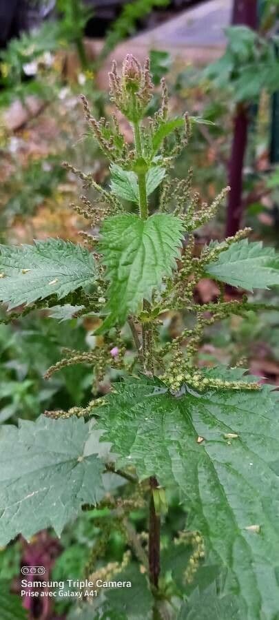 Plante d'ortie commune avec tiges et feuilles