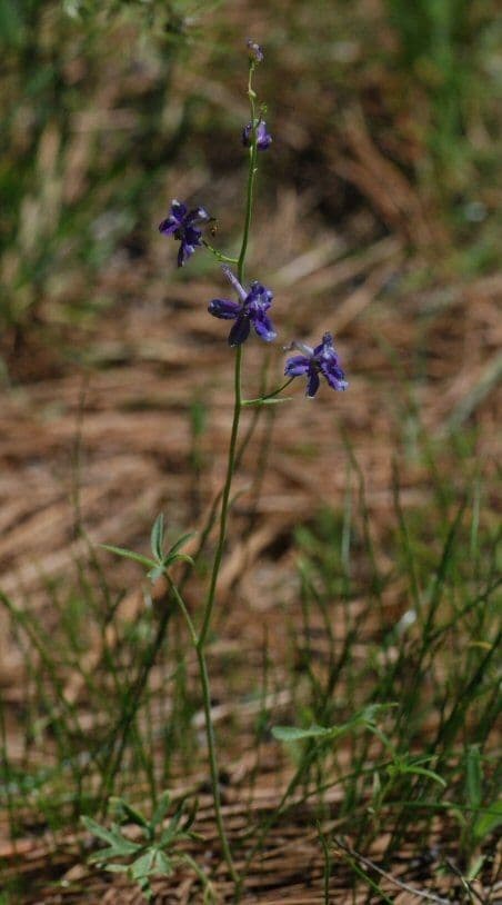 Slim larkspur showing slender spikes of blue flowers