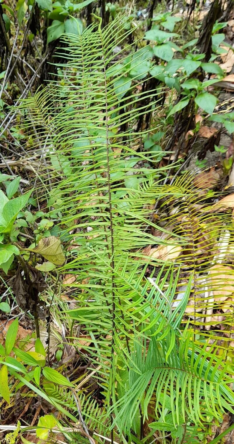 Langbladige schildvaren (Pteris longifolia) met lange, geveerde bladeren in tropische setting