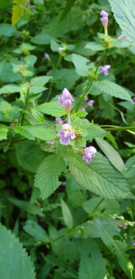 Galéopsis bifide en fleurs dans une prairie sèche, tiges carrées et feuilles dentelées, fleurs blanches veinées de violet