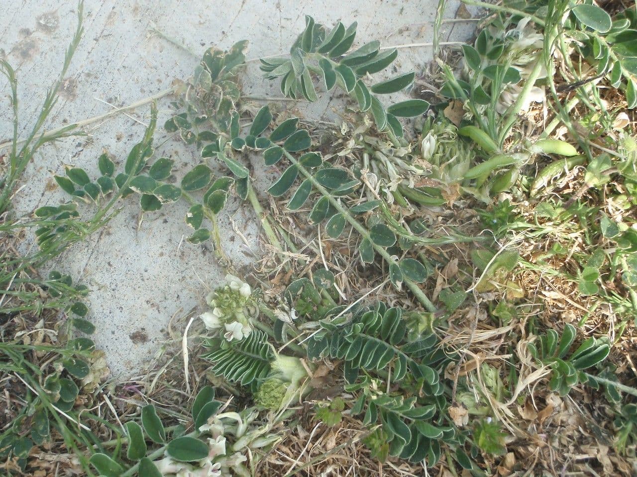 Astragalus depressus with characteristic pink flowers in rocky setting