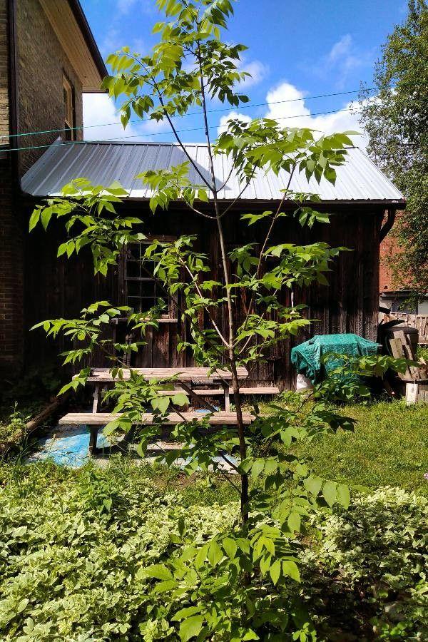 Weiß-Esche im Herbst mit goldenem Laub in einem Landschaftsgarten