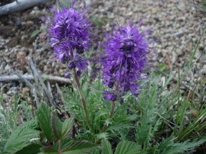 Phacelia sericea avec ses epis floraux violet-pourpre frangees et son feuillage soyeux argente en montagne
