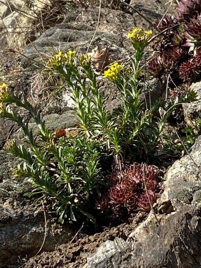 Soft pink flowers of Alyssoides utriculata with characteristic inflated seed pods