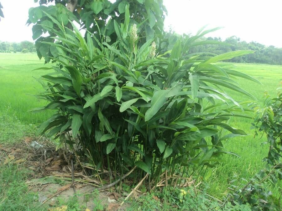 Alpinia galanga Galgant Pflanze Bluten