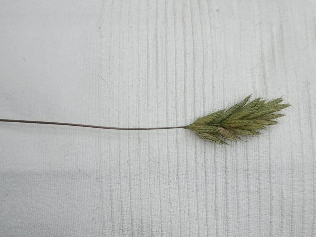 Bromus scoparius affichant d'elegantes panicules brunes et une texture delicate