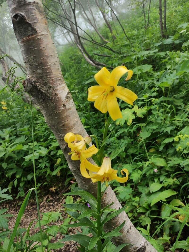 Lis du Caucase avec des fleurs jaunes dans le paysage montagneux