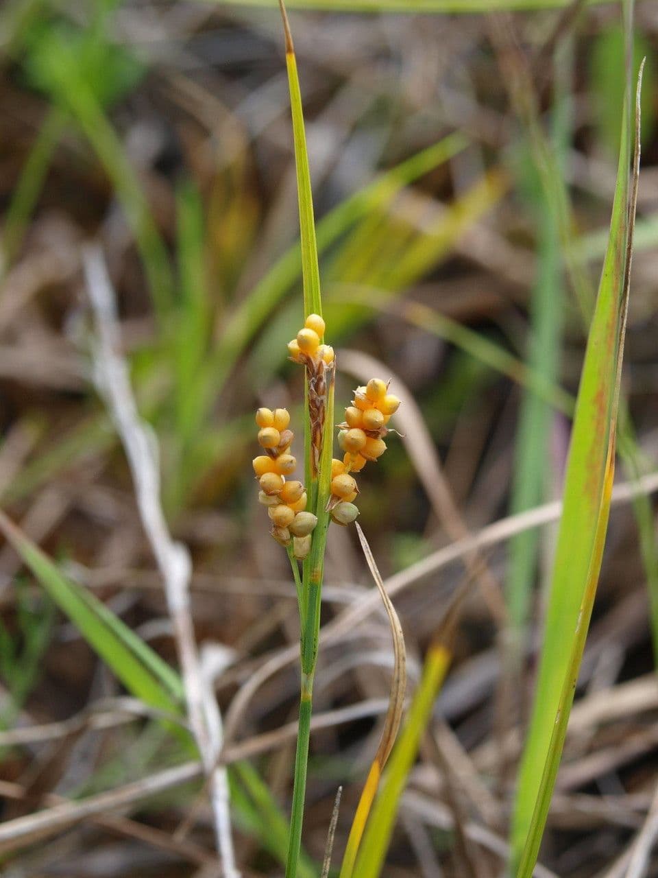 Carex aurea plant
