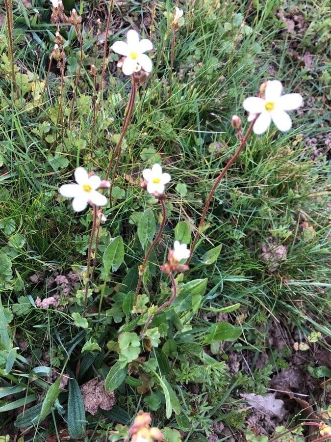 Meadow saxifrage with delicate white flowers on slender stems in May, visible bulbils at the base