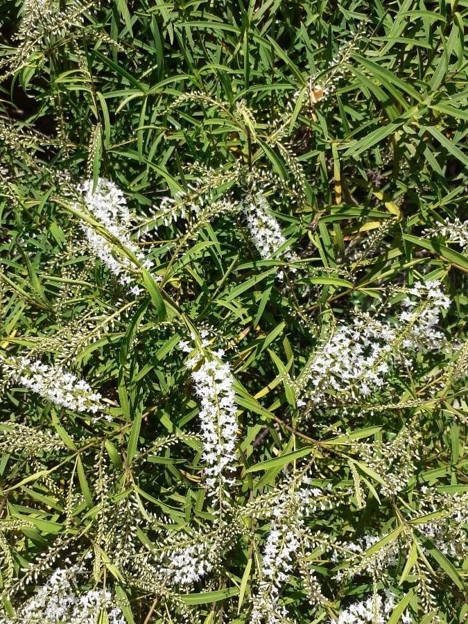 Lysimaque blanc affichant des épis de fleurs blanches aux centres jaunes au-dessus du feuillage ressemblant à un saule