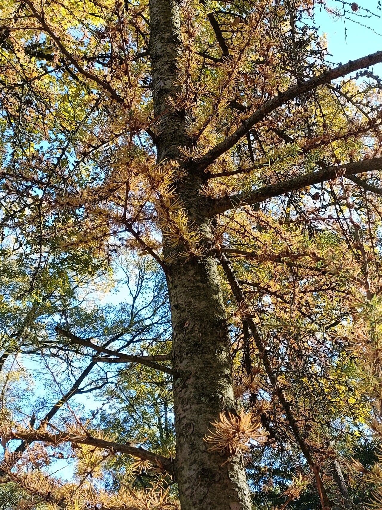 Dahurian larch with golden needles in autumn