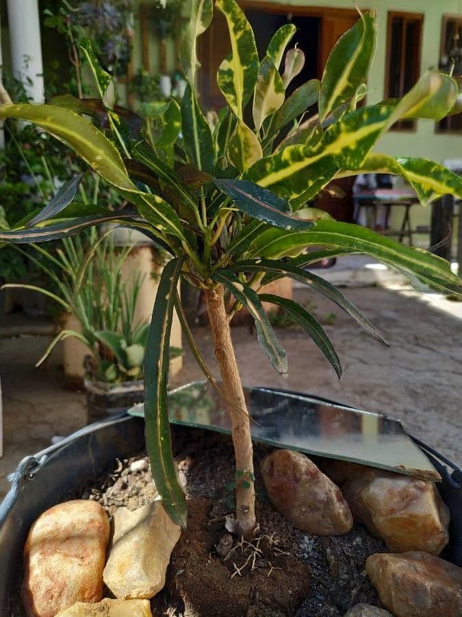 Codiaeum variegatum leaves in various colors