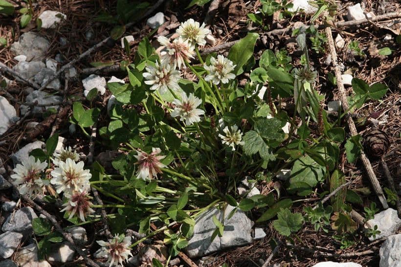 Pale clover flower cluster