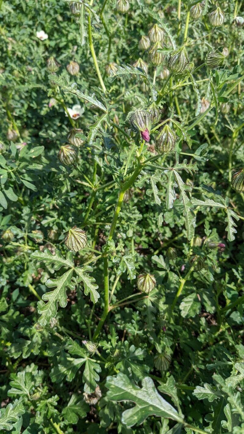 Gelbe Stundenblume mit dunklem Zentrum in Halbschattenlage im Garten