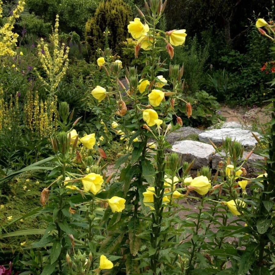 Oenothera glazioviana grande onagre avec d'enormes fleurs jaunes