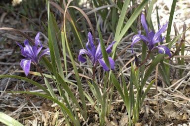 Violette Bluten der kalifornischen Zwergiris in trockenen Zonen