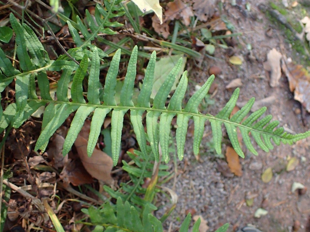 Polypode intermediaire avec frondes larges et denteles en milieu forestier