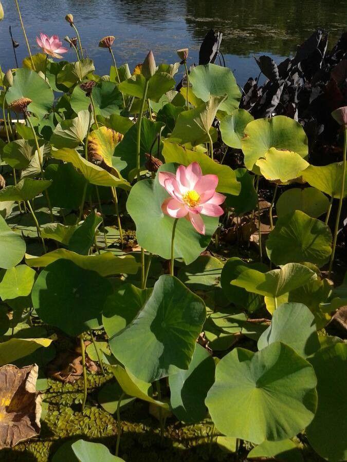 Lotus indien en pleine floraison, avec de grandes feuilles circulaires au-dessus de l'eau calme d'un bassin